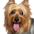 Australian Silky Terrier Portrait, kleiner Hund mit langem Fell, Hund streckt Zunge raus, Hundeportrait, australische Hunderasse, kleiner Hund für Stadt und Kinder