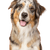 Hund, Säugetier, Wirbeltier, australischer Collie, Hunderasse, Canidae, australischer Schäferhund, Fleischfresser, Begleithund, australischer Shepherd, Mini Aussie in Merle, dreifärbiger Hund mit langem Fell