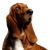 Hund, Säugetier, Wirbeltier, Hunderasse, Canidae, Fleischfresser, Basset Hound, Bloodhound, Basset Artésien Normand, Hound