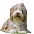 Bearded Collie HUnd