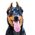 Beauceron Profilbild Rassebeschreibung