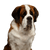 Hund, Säugetier, Wirbeltier, Hunderasse, Canidae, St. bernard, Moskauer Wachhund, Fleischfresser, Riesenhunderasse, Begleithund, Bernhardiner