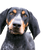 Bluetick Coonhound Rassenbeschreibung