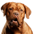 Hund, Säugetier, Wirbeltier, Hunderasse, Canidae, braue Dogue de Bordeaux, Fleischfresser, Arbeitshund, Molosser, Wachhund, großer brauner Hund, Faltenhund