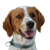 Bretanischer Spaniel, braun weißer Hund mit Schlappohren und sehr kurzer Rute, keine Rute bei Geburt, Hund mit Stummelschwanz, Französische Hunderasse, Brittany Hund