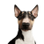 Hund, Säugetier, Wirbeltier, Hunderasse, Canidae, Bullterrier (Miniatur), Fleischfresser, Bullterrier mit Stehohren, alter englischer Terrier, Schnauze, braun weißer Bullterrier, Kampfhund, Listenhund, dreifärbige mittelgroße Hund