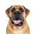 Bullmastiff, englisch Mastiff Hund