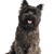 Cairn Terrier Profilbild Hund