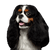 Hund, Wirbeltier, Canidae, Säugetier, Hunderasse, Cavalier King Charles Spaniel, King Charles Spaniel, Fleischfresser, Begleithund, Spaniel, kleiner dreifärbiger Hund