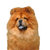 Chow Chow Hund