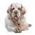 Clumber Spaniel Rassebeschreibung, massiver Hund, Jagdhund aus Großbritannien, englische Hunderasse, Stöberhund, weißer Hund, Spanielrasse
