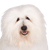 Coton de Tulear weiß, Hund ähnlich Bologneser und Havaneser, Hund der auch Baumwollhund genannt wird, Allergikerhund, Hunderasse für allergische Personen, Allergie gegen Hundehaare kann mit dieser Rasse aus dem Weg geräumt werden, Hund ähnlich Bichon Frise, weiße kleine Hunderasse für Anfänger, Hund für Kinder, Kinderhunderasse, Familienhund, Hund der für eine Hundeshow gekämmt wurde, geglättetes Fell beim Hund, Rassebeschreibung und Charakter,