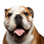 Hund, Wirbeltier, Hunderasse, alte englische Bulldogge, Canidae, Säugetier, Bulldogge, alte englische Bulldogge, britische Bulldoggen hechelt, Kampfhund, Listenhund, braun weiße Bulldogge, mittelgroßer Hund mit kupierten Ohren