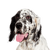 English Setter Temperament und Rassebeschreibung, gepunkteter Hund der einst mit einem English Pointer und einem Setter gekreuzt wurde, Französisch und Britische Hunderasse, große Hunderasse ähnlich Golden Retriever und English Pointer, Jagdhund