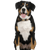 Entlebucher Sennenhund Rassebeschreibung