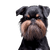 Gemüt des Griffon Bruxellois, Brüsseler Griffon, Stadthund, Gemüt des Griffon, Hund für Senioren, Hund für die Stadt geeignet, kleine Hunderasse schwarz loh