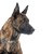 Holländischer Schäferhund gestromt, schwarz getigerter Hund mit Stehohren, große Hunderasse aus Niederlande, Holländischer Hirtenhund, Schäferhund aus Niederlande, Hollandse Herder, Hollandse Herdershond, Dutch Shepherd