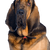 Hubertushund, St.Hubert Hund, Bluthund, Bloodhound, brauner Hund mit vielen Falten