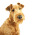 Irish Terrier Rassebeschreibung