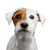 Hund, Säugetier, Wirbeltier, Hunderasse, Canidae, Russell Terrier, Begleithund, Fleischfresser, Parson Russell Terrier Rauhaar, Welpe, kleiner weißer Hund mit braunem Auge