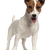 Jack Russell Terrier Rassebeschreibung