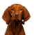 Hund, Säugetier, Wirbeltier, Vizsla, Canidae, Hunderasse, Fleischfresser, großer brauner Hund mit Schlappohren, Hund ähnlich Ridgeback, ungarische Hunderasse, Jagdhund, Kurzhaar Hund