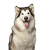 Hund, Säugetier, Wirbeltier, Alaskan Malamute, Canidae, Rasse ähnlich Siberian Husky, Hunderasse, Fleischfresser, großer weißer Hund, Hund mit langem Fell