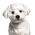 Rassebeschreibung eines Malteser Hund, kleiner weißer Hund mit leicht lockigem Fell