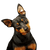 Zwergpinscher, Mini Pinscher, Toy Pinscher