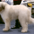 Hund,Fleischfresser,Hunderasse,Arbeitstier,Begleithund,Schnauze,Schwanz,Riesige Hunderasse,Terrier,Fell,