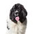Neufundländer ausgeschnitten auf weißem Hintergrund, Rassebeschreibung eines großen Hundes mit weiß schwarzem Fell