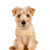 kleiner brauner Hund mit mittellangem Fell, kleiner roter Hund, Norfolk Terrier