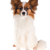 Papillon Hund Rassebeschreibung