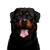 Hund, Säugetier, Wirbeltier, Canidae, Hunderasse, Rottweiler, Fleischfresser, Schnauze, Molosser, Arbeitshund, großer schwarzer Hund, Kampfhund, Listenhund