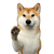 Hund, Säugetier, Wirbeltier, Canidae, Shiba Inu, schöner kleiner Hund, japanische Hunderasse, weiß brauner Hund mit Stehohren und dichtem Fell, mittellanges Fell, gerollte Rute, sture Hunderasse, schwererziehbare Hunderasse, Lieblingsrasse von Thomas