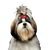 Hund, Säugetier, Wirbeltier, Canidae, Hunderasse, Shih tzu, chinesischer Kaiserhund, Löwchen, Begleithund, Fleischfresser