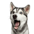 Hund, Säugetier, Siberian Husky mit offenem Mund erstaunt, Wirbeltier, Canidae, Hunderasse, Gesichtsausdruck, Fleischfresser, Rasse ähnlich Alaskan Malamute, Hund ähnlich Northern Inuit Hund,