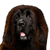 roter tibetischer Mastiff, Tibetischer Hund, Tibet Rasse, Hund ähnlich Leonberger, großer brauner Hund, Riesenrasse, Hund, Säugetier, Wirbeltier, Hunderasse, Canidae, Riesenhunderasse, Rasse ähnlich Neufundland, Fleischfresser, Leonberger ähnlicher großer Hund in braun und schwarz, Sporting Group,