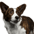 Hund, Säugetier, Wirbeltier, Hunderasse, Canidae, walisischer Corgi, Fleischfresser, walisischer Cardigan-Corgi, walisischer Pembroke-Corgi, Schnauze, Corgie in braun weiß, große Ohren, kleiner braun weißer Hund