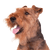 Welsh Terrier Rassebeschreibung, Temperament und Charakter des Terriers aus Wales, Hunderasse aus England, Hund aus Wales, brauner Hund ähnlich Foxterrier