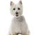 West Highland White Terrier Charakterbeschreibung und mehr, kleiner weißer Hund mit STehohren aus Schottland