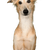 Hund, Säugetier, Wirbeltier, Hunderasse, Canidae, Langhaariger Whippet, Fleischfresser, Whippet, Seidenwindhund, Begleithund, großer weißer Hund, Windhund