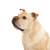 Toy fox terrier on a black background