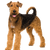 Airedale Terrier dog