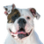 American Bully profile picture breed description