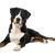 Appenzeller Mountain Dog Profile Picture