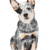 Australian Cattle Dog puppy breed description Merle