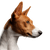 Dog,Mammal,Vertebrate,Canidae,Dog breed,Carnivore,Ibizan hound,Podenco canario,Basenji,Snout,