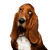 Dog,Mammal,Vertebrate,Canidae,Basset hound,Dog breed,Carnivore,Basset artésien normand,Schweizer laufhund,Snout,