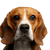 Dog,Mammal,Vertebrate,Dog breed,Canidae,Beagle,Beagle-harrier,Carnivore,Snout,English foxhound,